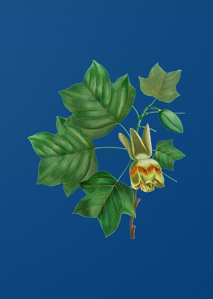 Tulip Tree