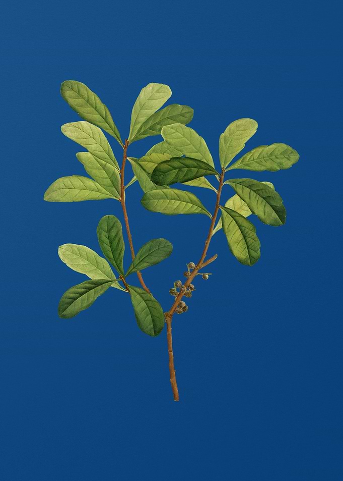 Northern Bayberry