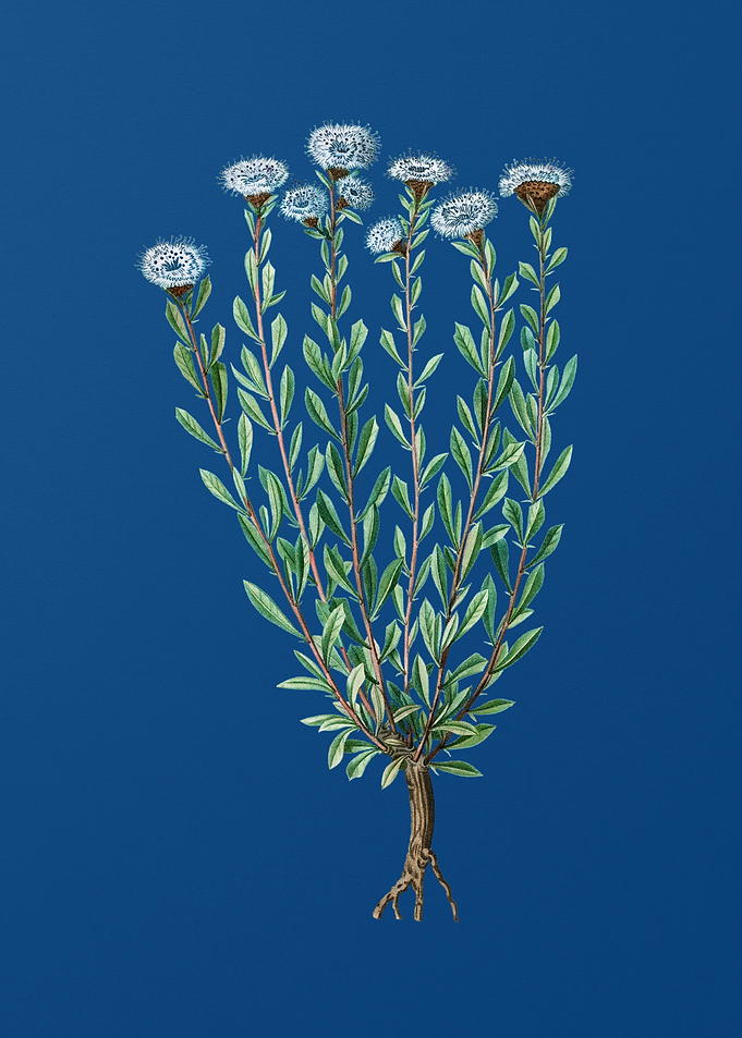 Globe Daisies on Blue