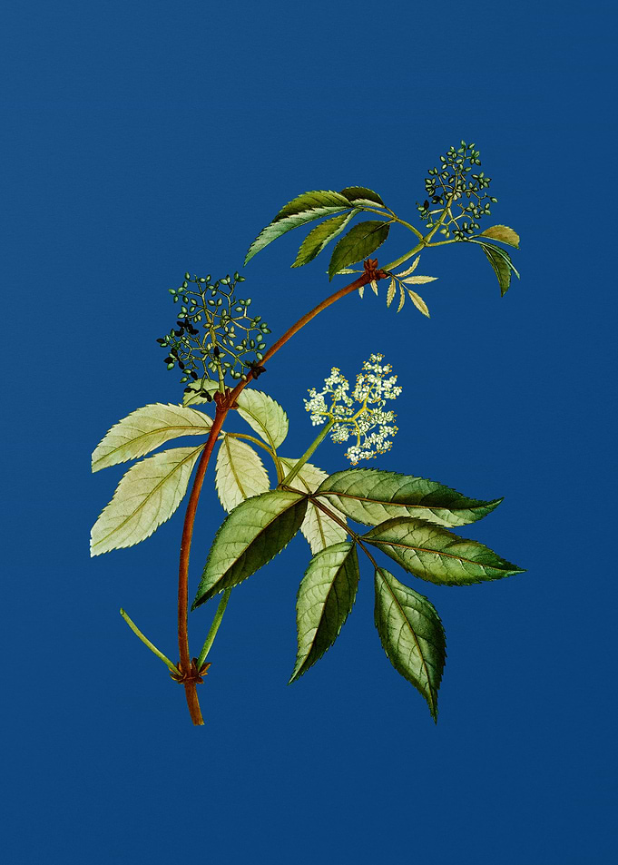 Red Elderberry on Blue