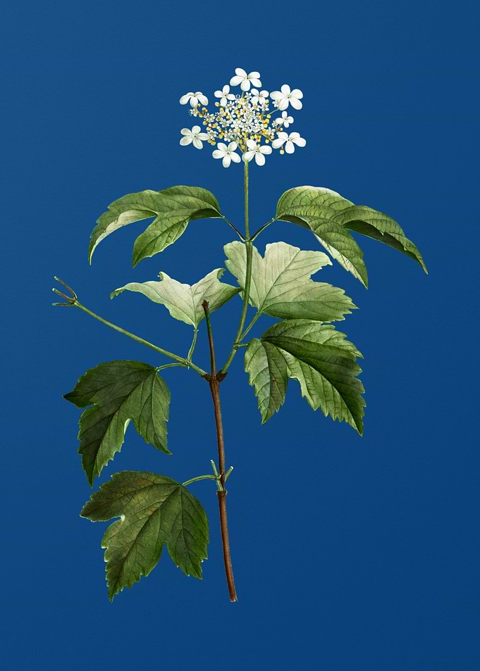 Guelder Rose Flower