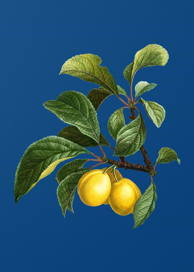 Ripe Plums on a Branch