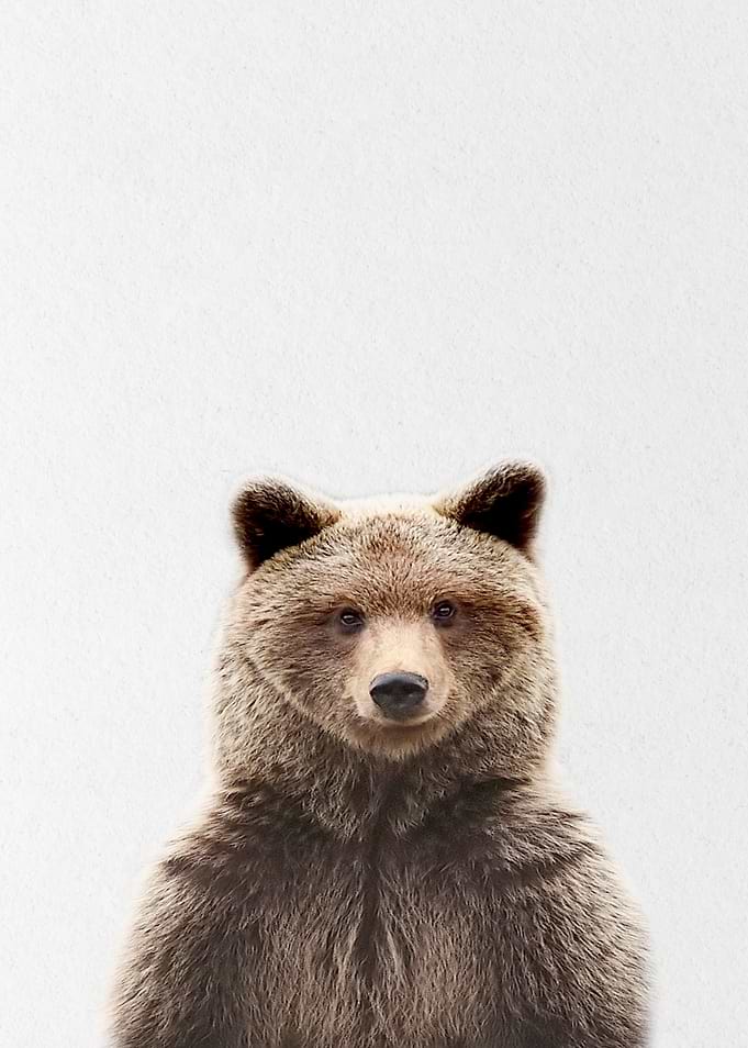 grey baby bear