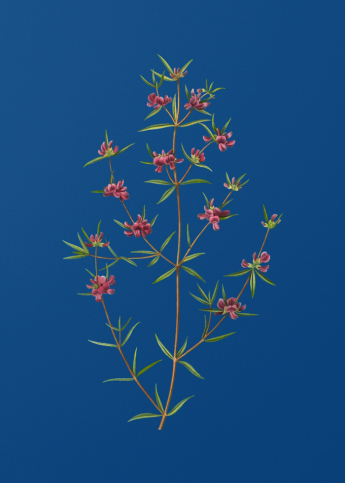 Heath Mirbelia Branch