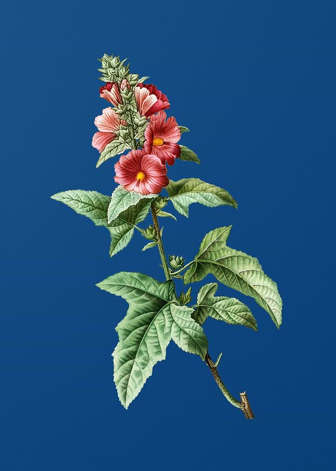 Tree Mallow