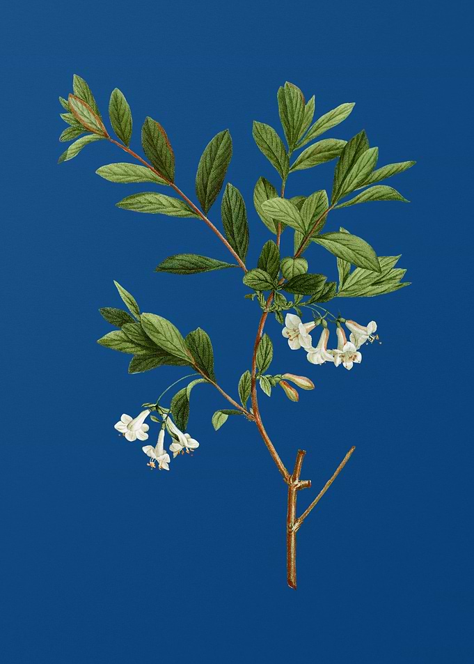 White Honeysuckle Plant