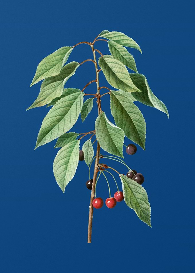 Wild Cherry