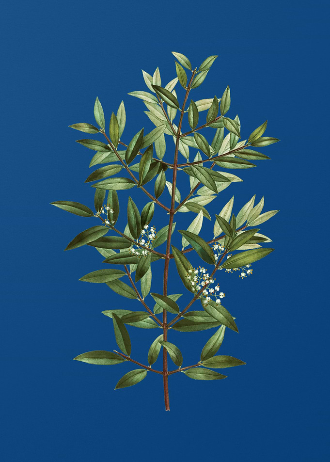 Phillyrea Tree Branch