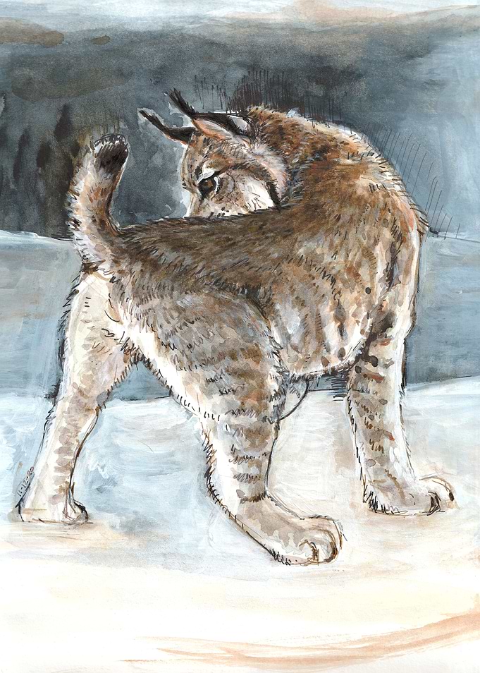 Canadian Lynx in Winter