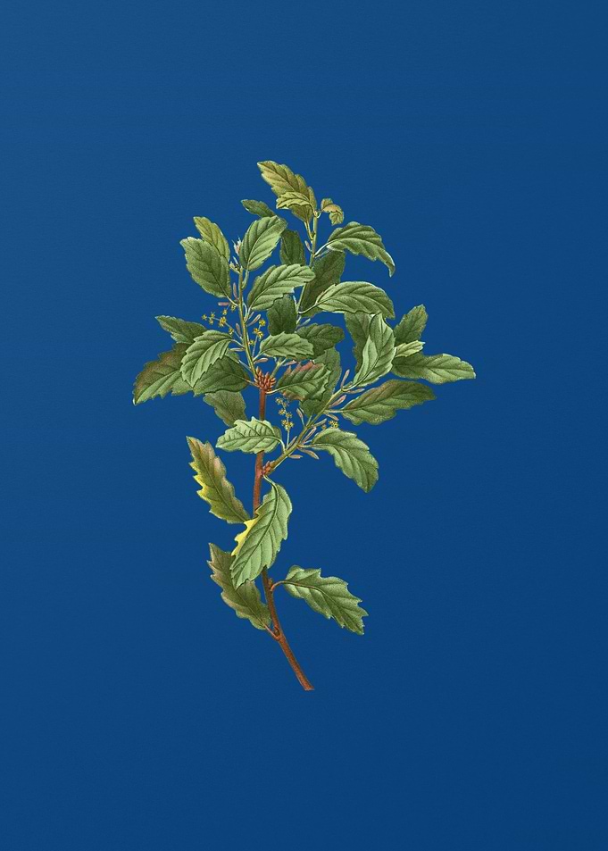 Evergreen Oak