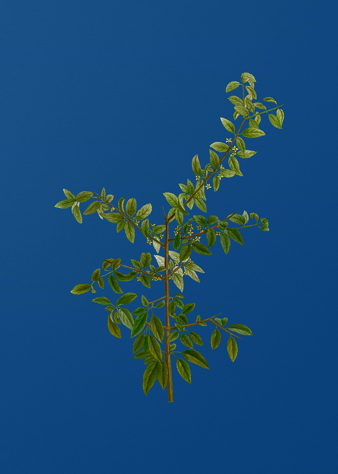 Rock Buckthorn on Blue