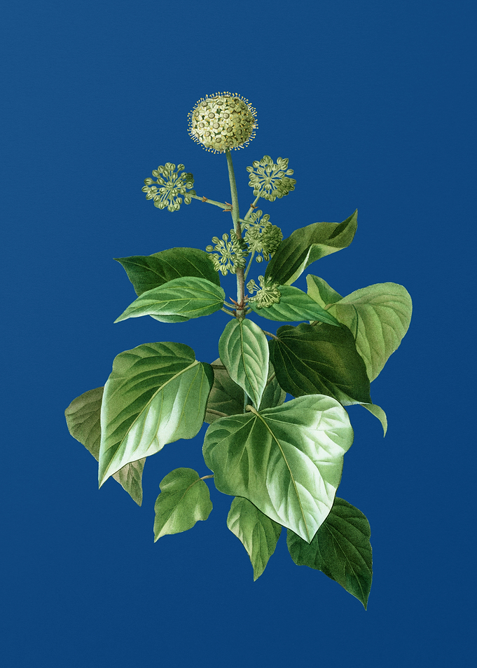 Common Ivy on Classic Blue