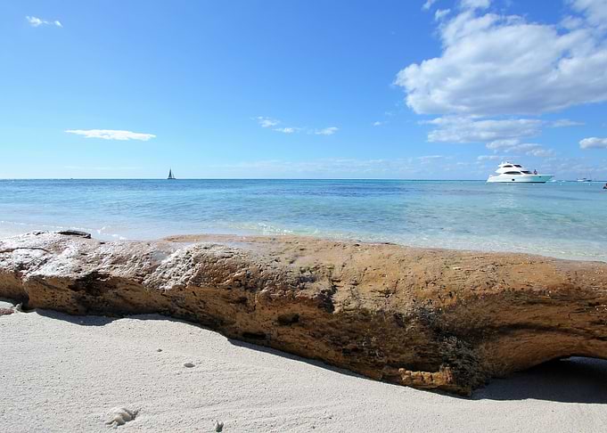 Driftwood