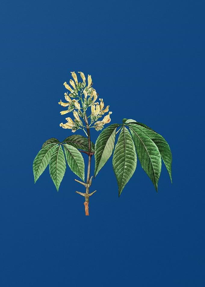 Yellow Buckeye