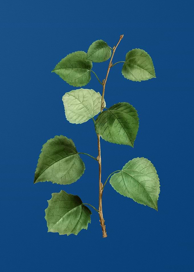 Quaking Aspen