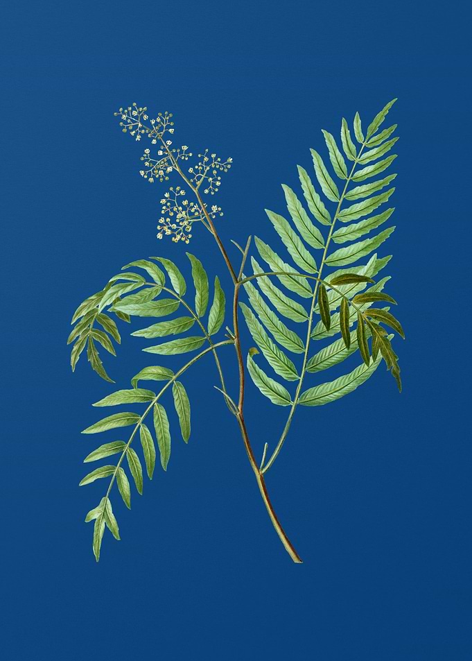 Peruvian Pepper on Blue