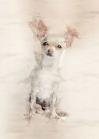 Chihuahua in Watercolor