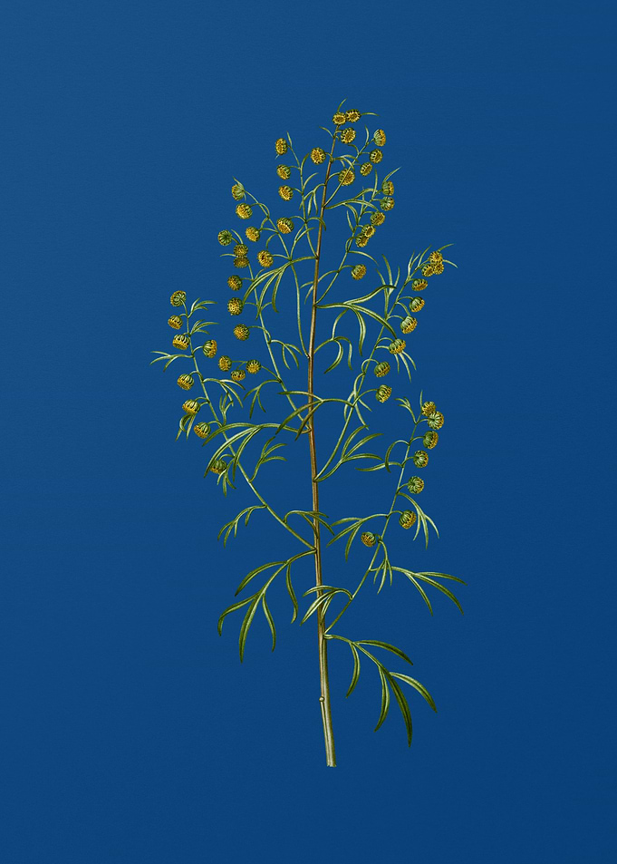 Madeira Wormwood