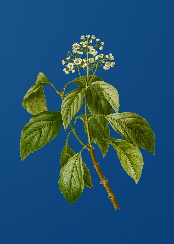 Climbing Hydrangea on Blue