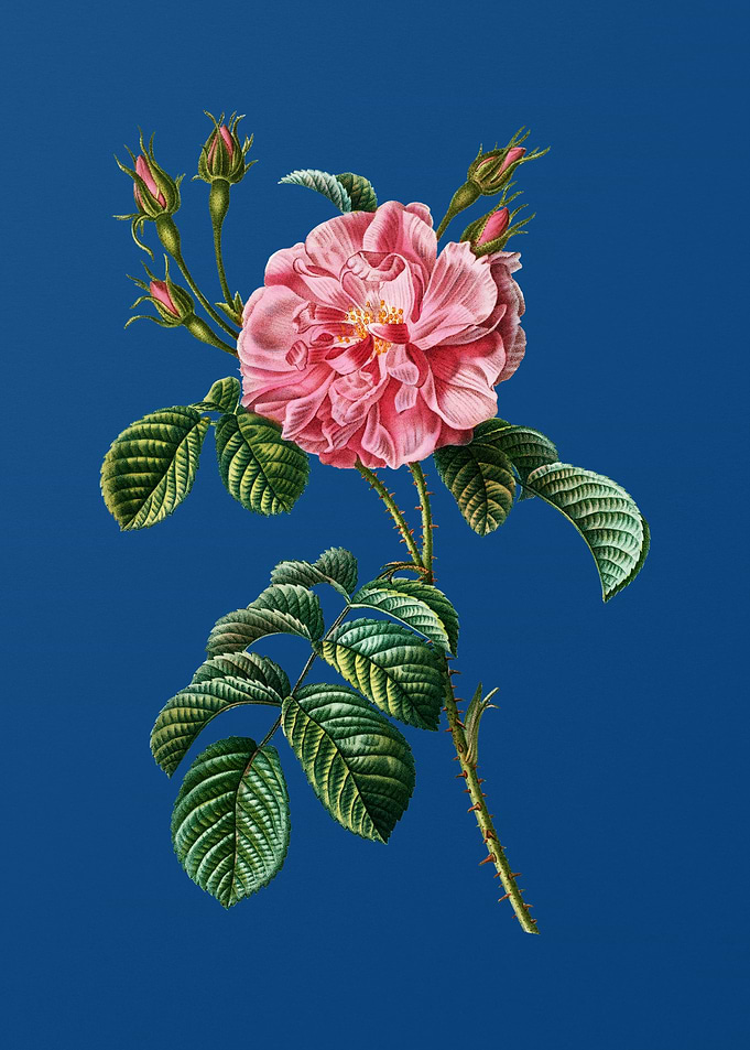 Pink Wild Rose