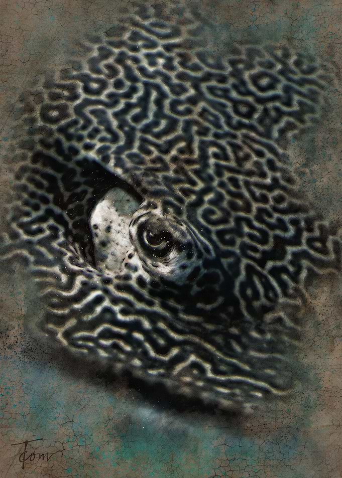 Sting ray