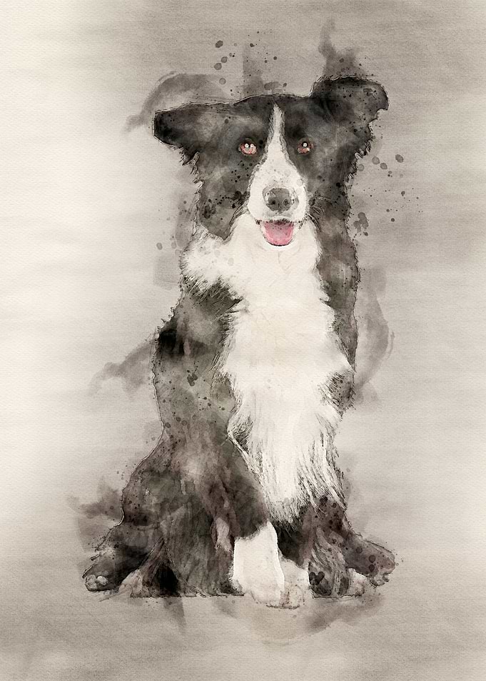 Border Collie