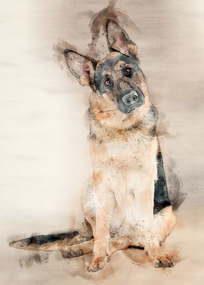 German Shepard Watercolor
