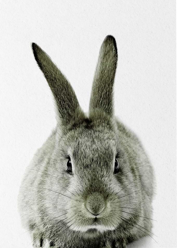 black and white rabbit