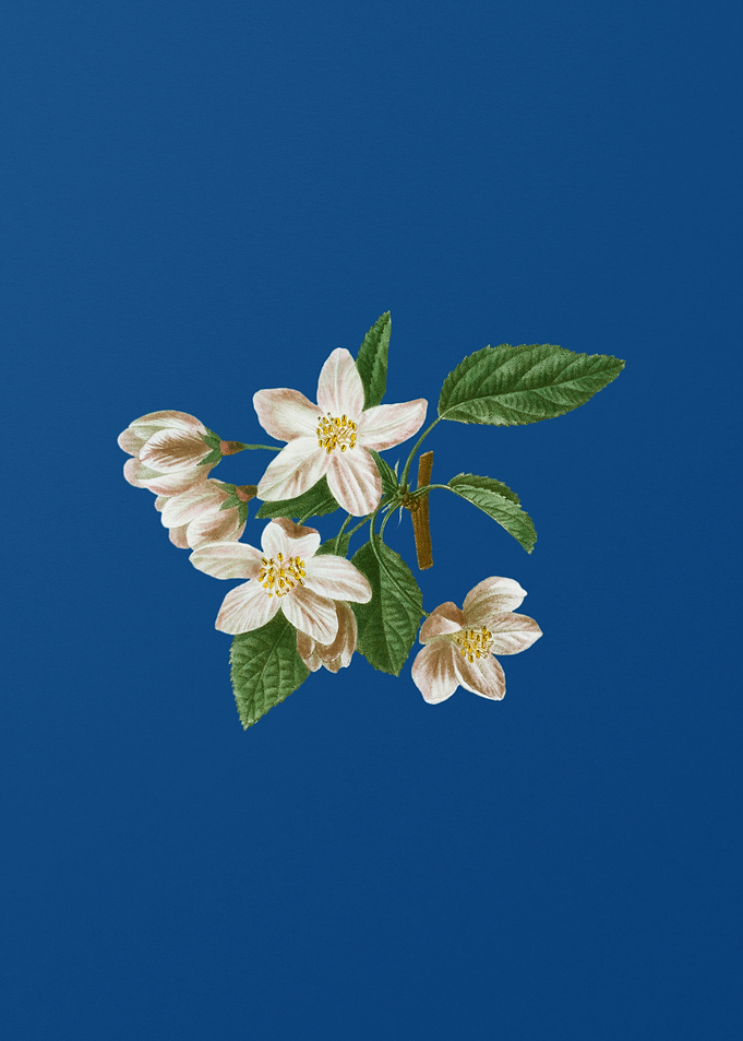 Crabapple on Classic Blue