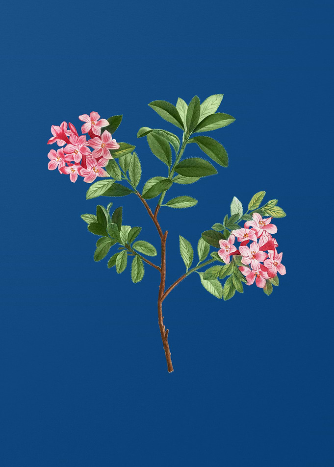 Hairy Alpenrose Flower