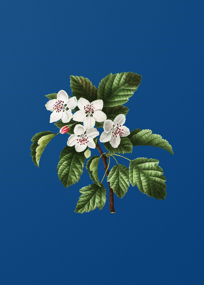 Sweet Crabapple