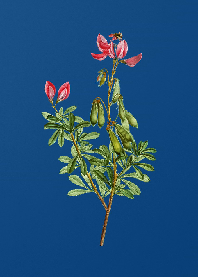 Restharrows on Blue