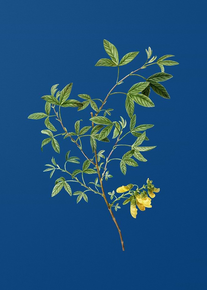 Stinking Bean Trefoil