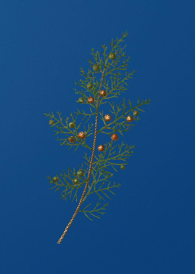 Phoenicean Juniper on Blue