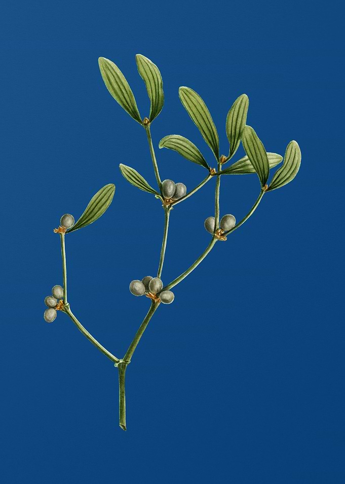 Viscum Album Branch
