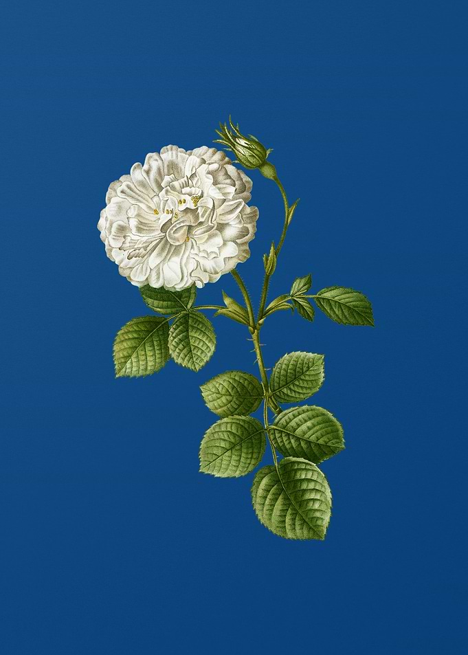 White Rose of York