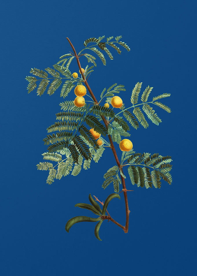 Sweet Acacia