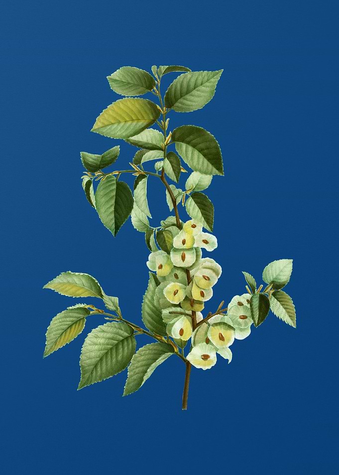 Field Elm