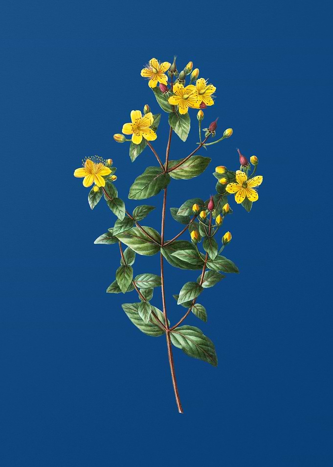 Stinking Tutsan
