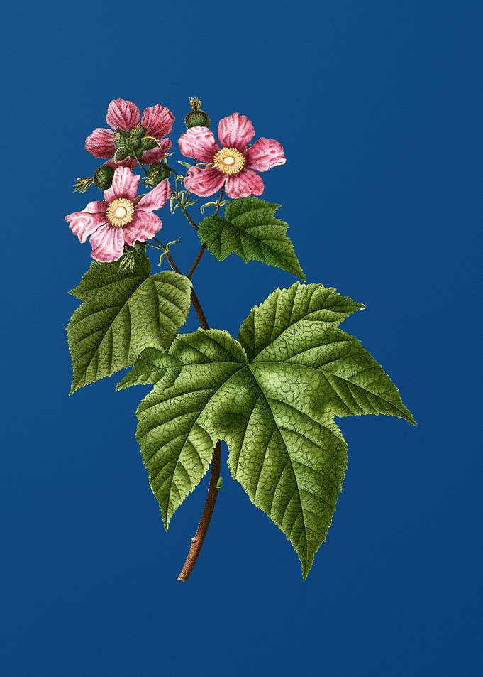 Purple Flowered Raspberry