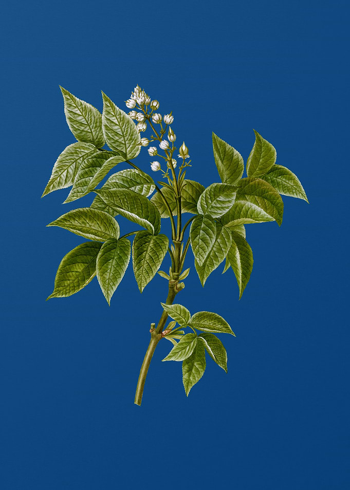 European Bladdernut