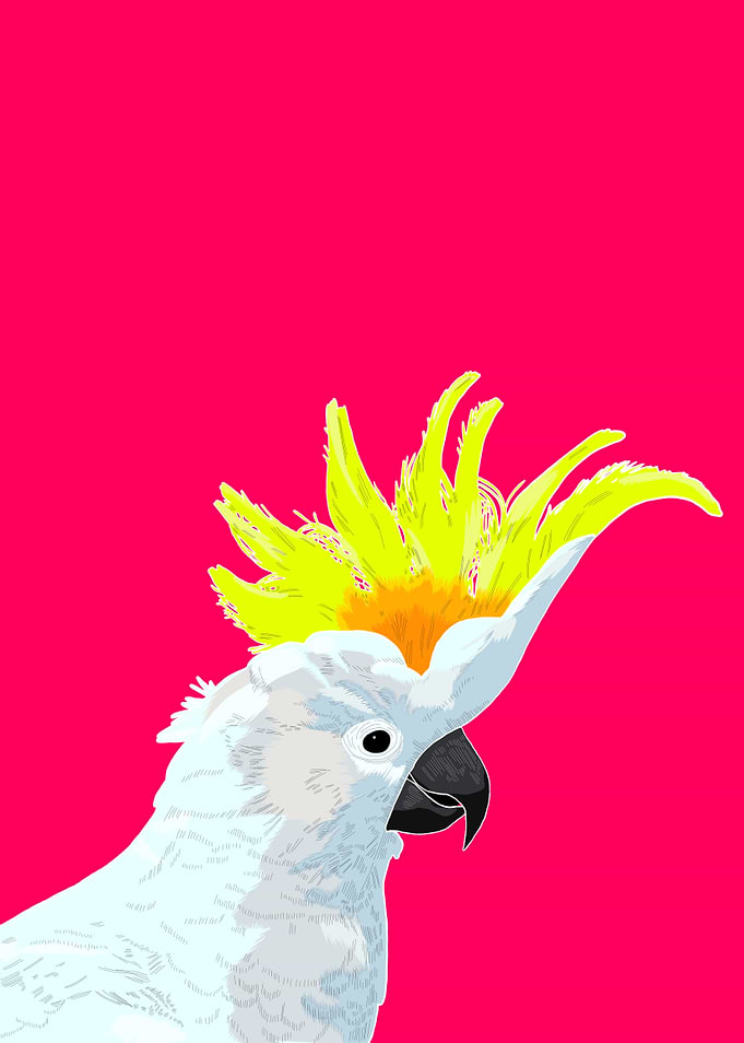 Sulphur Crested Cockatoo