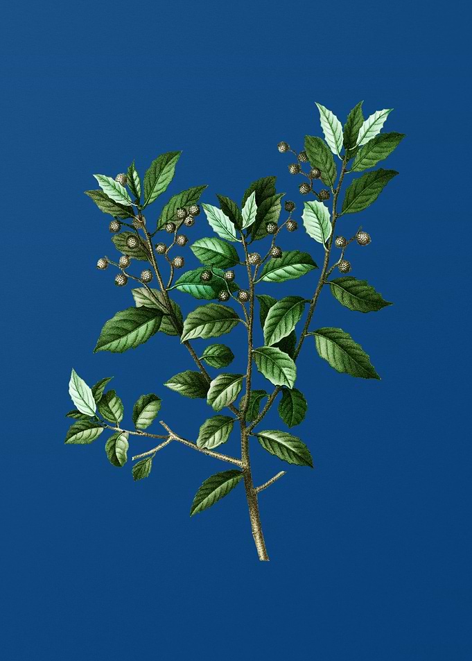 Evergreen Oak