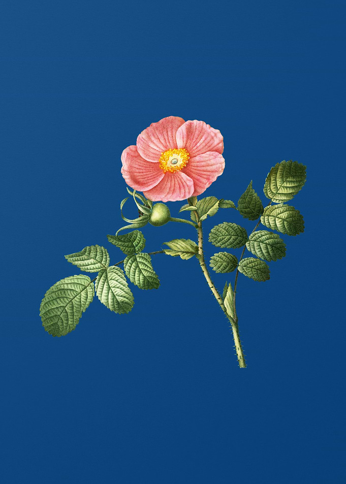 Japanese Rose Flower