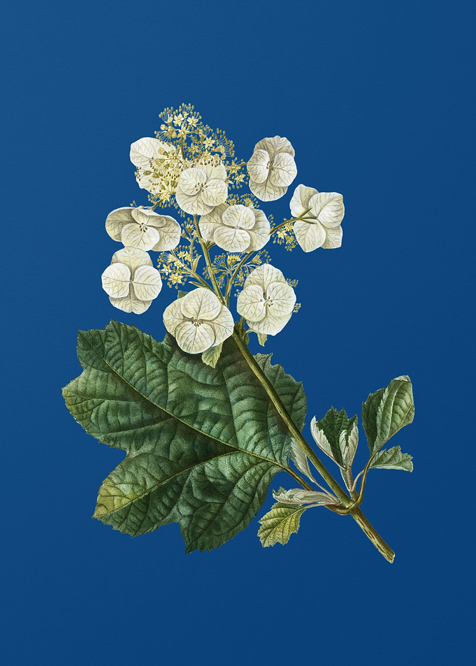 Oakleaf Hydrangea