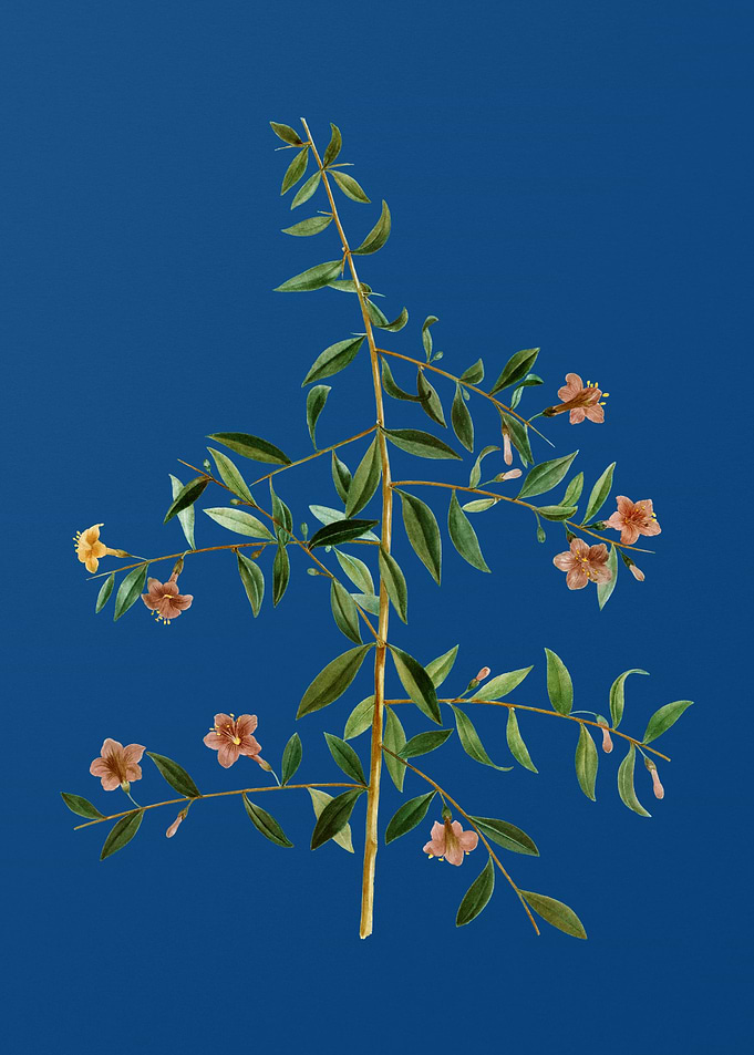 Goji Berry Branch on Blue