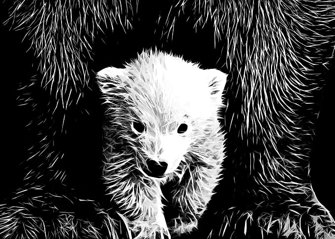 Little Bear