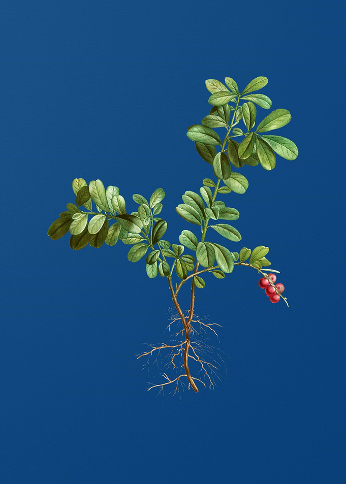 Lingonberry