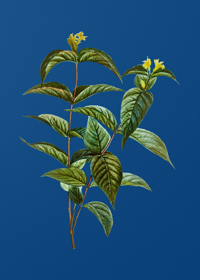 Northern Bush Honeysuckle