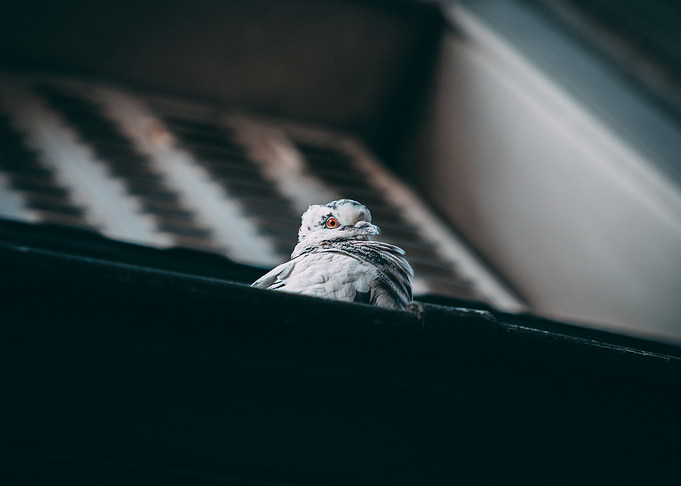 Birds Eye View